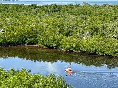 2 Hours Guided Robinson Preserve Mangrove Tour