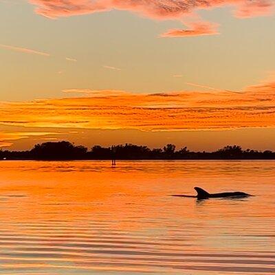 Sunset Kayaking with Dolphins