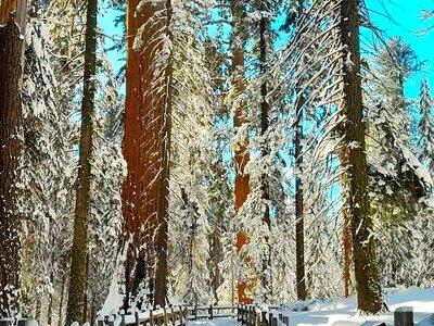 5 Star Rated Winter Private Tour in Sequoia