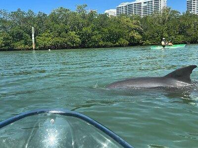 Clear Kayak Guided Tours in Naples