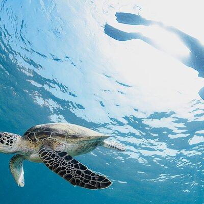 Muscat Snorkeling Trip to Daymaniyat Islands