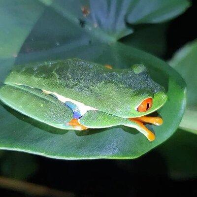  Night Walk Inside The Trails in Tortuguero 