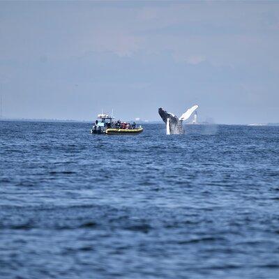 Maine Whale Watching Tour in Portland