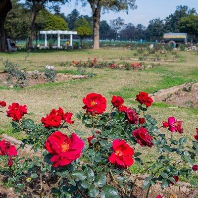 Garden Trails of Chandigarh (Guided Full Day City Tour)