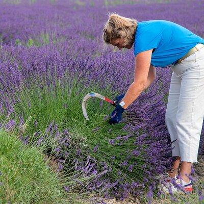 Lavender Harvesting and Distillation Workshop in Bellegarde