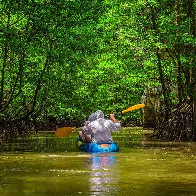 Mangrove Kayak Tour | Manuel Antonio