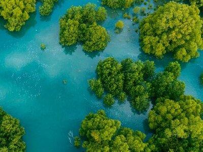 Mangrove Boat Tour Damas Island | Manuel Antonio