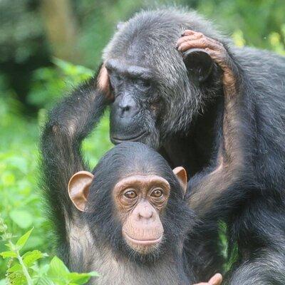 1 Day chimpanzee trekking at Ngamba Island 