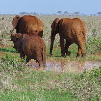 Tsavo National Park Small group Day trip 