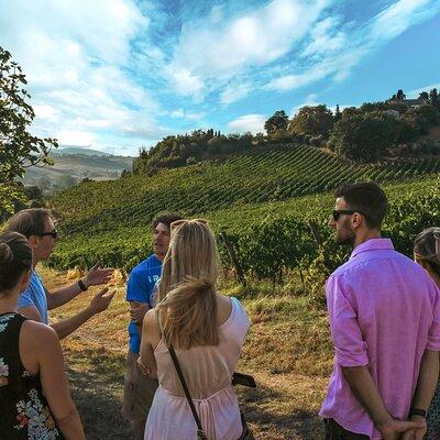 Guided Winery Tour and Wine Tasting in Siena