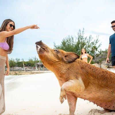 Sandy Toes Bahamas Original Swimming Pigs and Snorkeling 