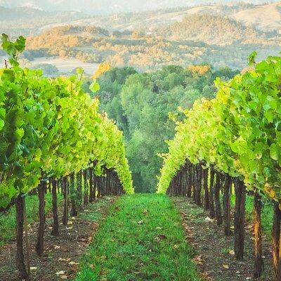 6 Hours Healdsburg Wine Tour with Luxury SUV