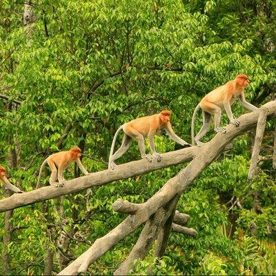 Proboscis Monkey and Fireflies River Cruise