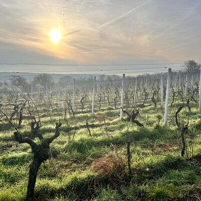 Grand Cruising - tatsing the best wines of the Rheinvalley