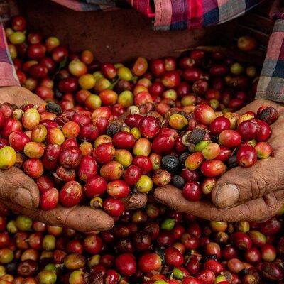 Authentic experience of Coffee, Cane and Caco inside the forest