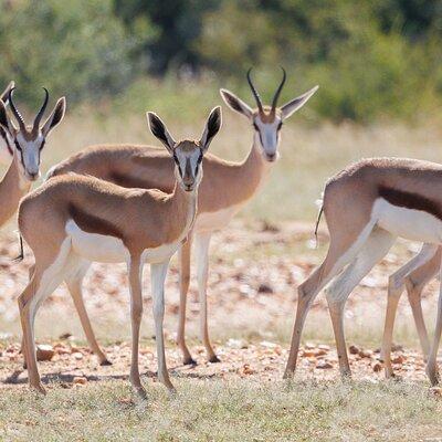 Windhoek Wilderness Safari: A Game Drive Experience