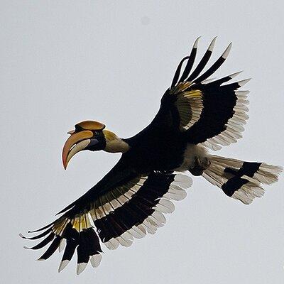 Great Hornbill & Exotic Birds of India's North-east