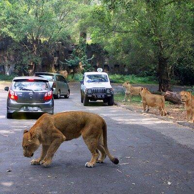 Private Full Day Trip to Taman Safari From Jakarta