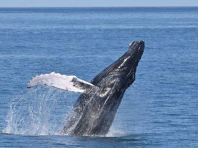 Whale Dolphin and Bird Watching Ecotour Cruise