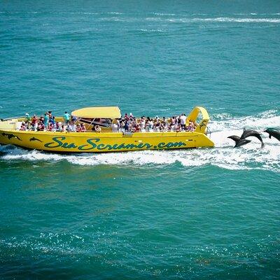 Sea Screamer Clearwater's Only Speed Boat Dolphin Watching