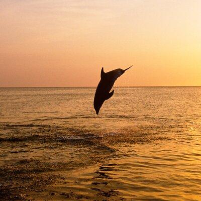 3 Hours Sunset and Dolphin Tour from Medulin with Sandra Boat