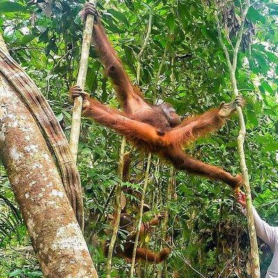 Sarawak Cultural Village & Semenggoh Wildlife Center Tour