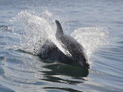 Dolphin and Manatee Intracoastal River Cruise Mel Fl. 1030 am