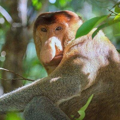 Sarawak Bako National Park Tour : Pristine Rainforest Jungle