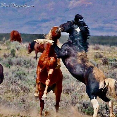 Red Canyon Wild Mustang Safari Truck Tours In Cody Wyoming!