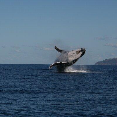 Whale Watching and Wildlife Cruise Townsville and Magnetic Island