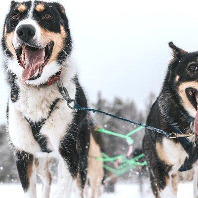 Arctic Husky Adventure in Rovaniemi