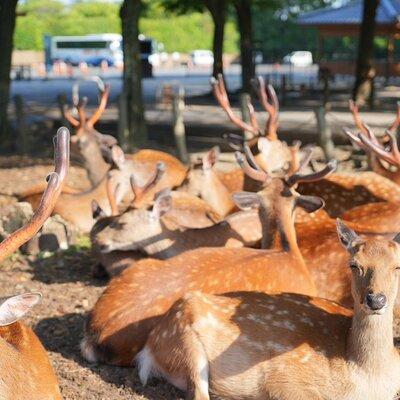 Nara Early Bird Tour (Kyoto Departure Option Available)