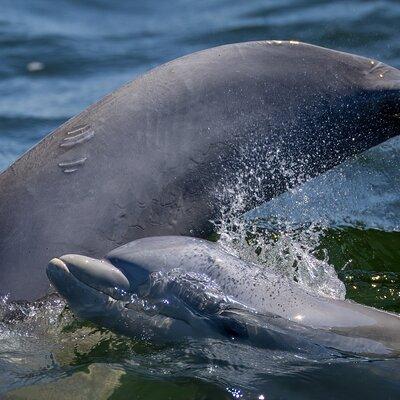 Frisky Mermaid Dolphin + Scenic Bay Sightseeing Tour