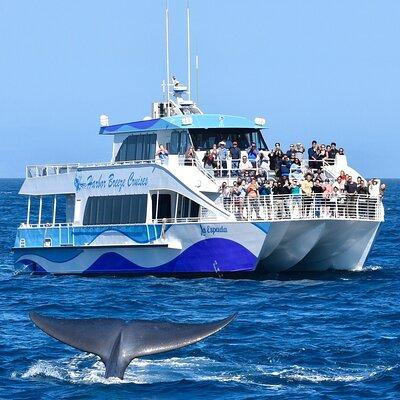 Guided Whale Watching Tour from Long Beach