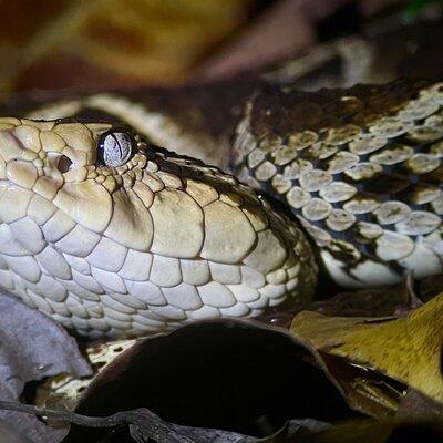 Manuel Antonio Herping Night Tour (Reptiles and Amphibians)