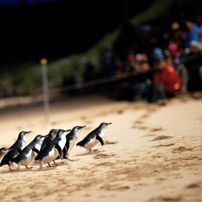 Phillip Island Penguin Parade, Wildlife and Beach Boxes Bus Tour