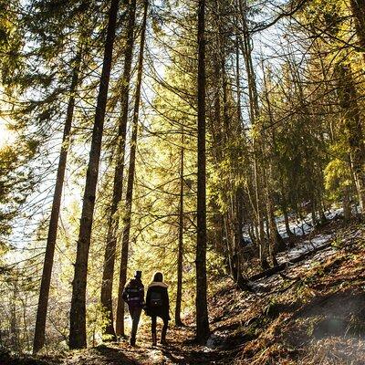 Bainbridge Island Serenity Forest Hike & Cultural Landmarks Tour