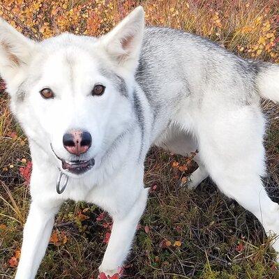 Tundra Walk with Free Running Sled Dogs