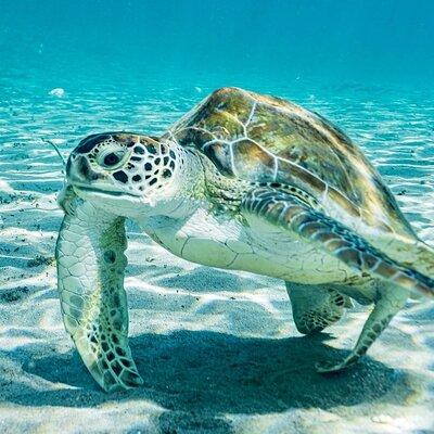 Snorkel with Turtles & Kenepa Grandi Beach: Nr.1 Island Day Trip