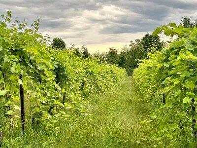 Small Group Wine & Cider Tour in Vermont