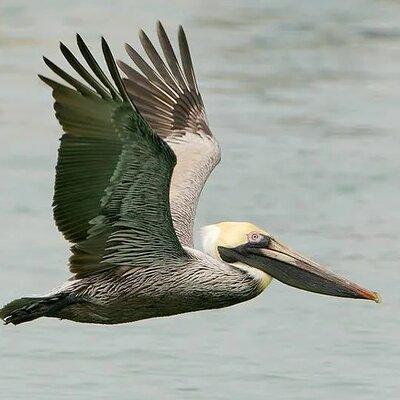 Sunrise Serenade Early Birding and Dolphin Watch Cruise