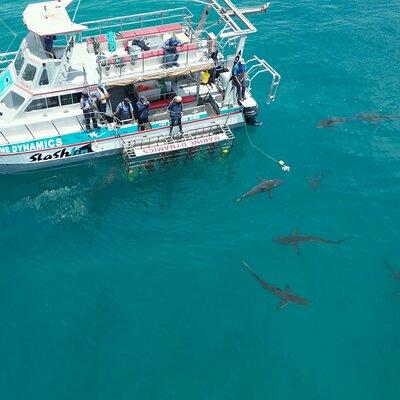 Shark Cage Diving and Viewing with transport from Cape Town