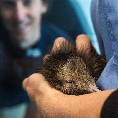 National Kiwi Hatchery - Kiwi Encounter Tour