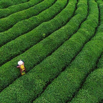 One-Day Hangzhou Dragon Well Tea Culture & West Lake Private Tour