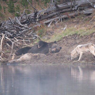 Yellowstone National Park Private Wildlife Tour