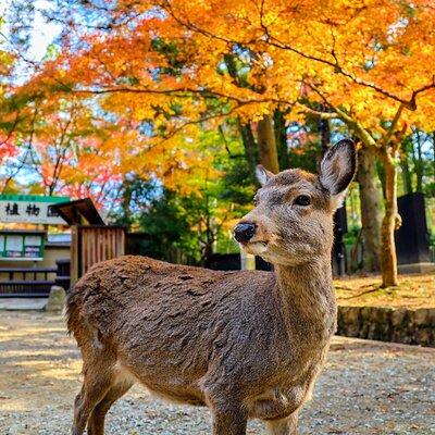 Historical Nara and Kyoto 1-Day Bus Tour