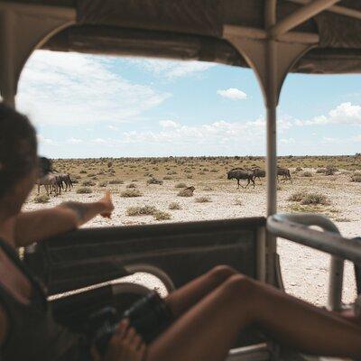 3-Day Safari Adventure Tour at Etosha National Park from Windhoek