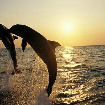 3-Hour Sunset Dolphin Spotting and Dinner in Medulin Archipelago 