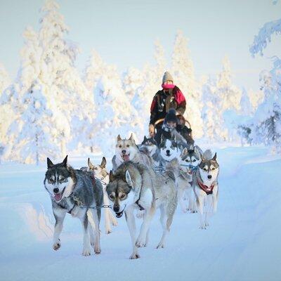 10km Husky Ride in the Taiga Forest and Visiting the Kennel 