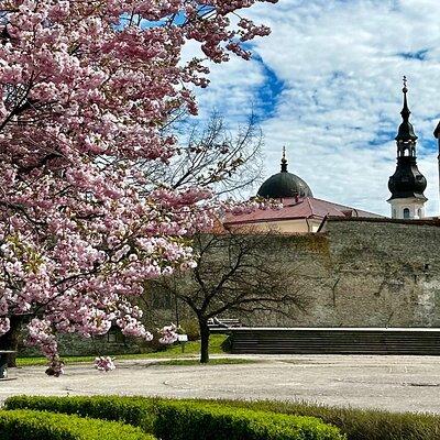 Guided Old Town Tallinn Historical Walking Tour